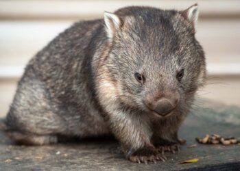 Che cos’è e dove vive il wombat? Ecco cosa lo rende un animale speciale