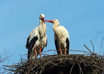 Milano, tornano le cicogne Cico e Cica sulla torre di Carpiano