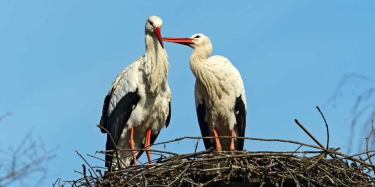 Milano, tornano le cicogne Cico e Cica sulla torre di Carpiano