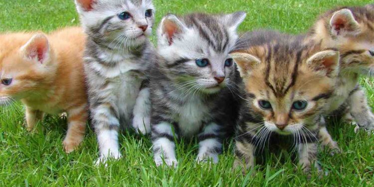 Esistono due gatti perfettamente identici? La sorprendente verità dietro la somiglianza felina