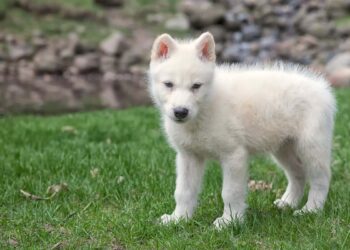 La Colossal Biosciences non ha “riportato in vita” il metalupo: ecco perchè