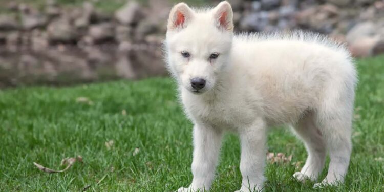 La Colossal Biosciences non ha “riportato in vita” il metalupo: ecco perchè