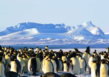 Nessuno è al sicuro: Trump ha messo i dazi anche ai pinguini di due isole antartiche disabitate