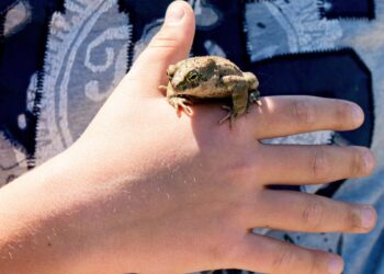 A Ravenna “troppa pulizia” per l’arrivo di Carlo e Camilla “fa strage di rospi smeraldini”