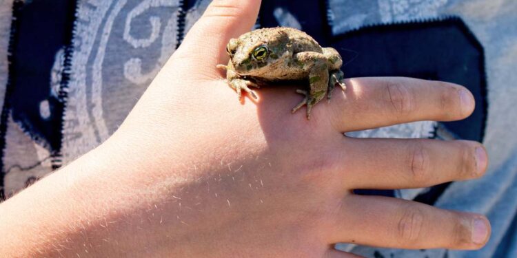 A Ravenna “troppa pulizia” per l’arrivo di Carlo e Camilla “fa strage di rospi smeraldini”