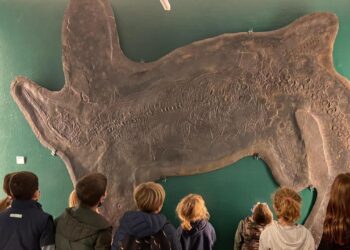 Maggio 2025 a Besano: conferenze, laboratori e visite guidate per grandi e piccini al Museo dei Fossili
