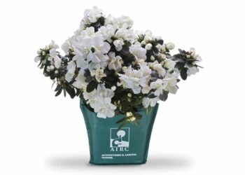 L’AZALEA DELLA RICERCA DI AIRC SBOCCIA IN 3.900 PIAZZE | FESTA DELLA MAMMA | DOMENICA 11 MAGGIO