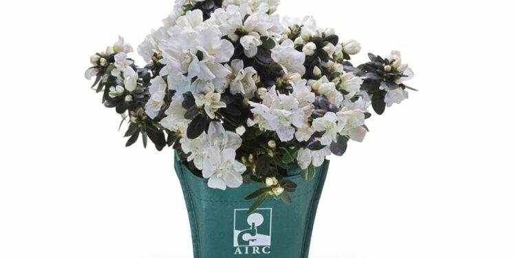 L’AZALEA DELLA RICERCA DI AIRC SBOCCIA IN 3.900 PIAZZE | FESTA DELLA MAMMA | DOMENICA 11 MAGGIO