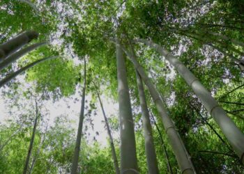 Tante le iniziative di Forever Bambù per celebrare in modo concreto la Giornata Internazionale per la Biodiversità, 22 maggio