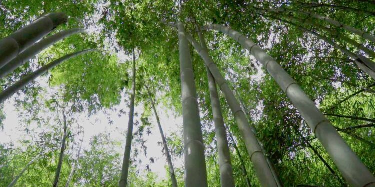 Tante le iniziative di Forever Bambù per celebrare in modo concreto la Giornata Internazionale per la Biodiversità, 22 maggio