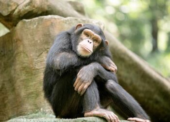 L’uomo non è l’unico “animale” che usa la carta igienica