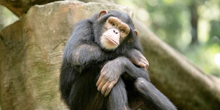 L’uomo non è l’unico “animale” che usa la carta igienica