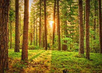 Ecco dove fa più notizia il bosco dell’albero che cade