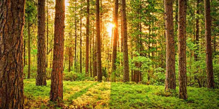 Ecco dove fa più notizia il bosco dell’albero che cade