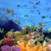 La bianca morte delle barriere coralline: l’84% dei reef ucciso dal caldo