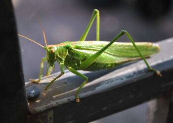 Cosa significa trovare una cavalletta in casa?