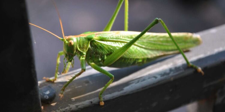 Cosa significa trovare una cavalletta in casa?