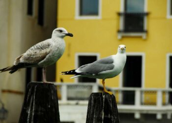 Invasione gabbiani a Venezia? No, in realtà sono diminuiti. Ma la gente non lo pensa, ecco perchè