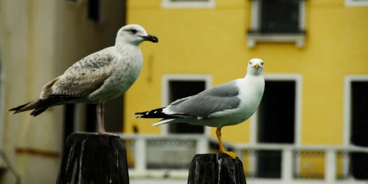 Invasione gabbiani a Venezia? No, in realtà sono diminuiti. Ma la gente non lo pensa, ecco perchè