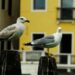 Invasione gabbiani a Venezia? No, in realtà sono diminuiti. Ma la gente non lo pensa, ecco perchè