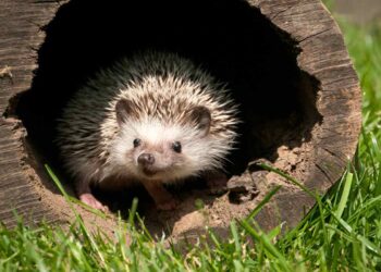 Chi è l’uomo che salva i ricci e come ha fatto a conquistare Brigitte Bardot