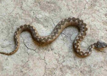 Trekking con le vipere: cosa fare quando si incontrano questi rettili