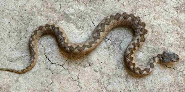 Trekking con le vipere: cosa fare quando si incontrano questi rettili