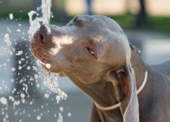 Quanto Deve Bere un Cane in Estate? Guida Pratica per i Proprietari di Animali