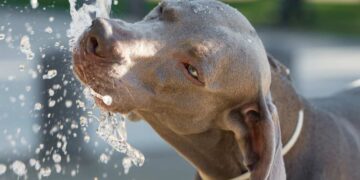 Quanto Deve Bere un Cane in Estate? Guida Pratica per i Proprietari di Animali