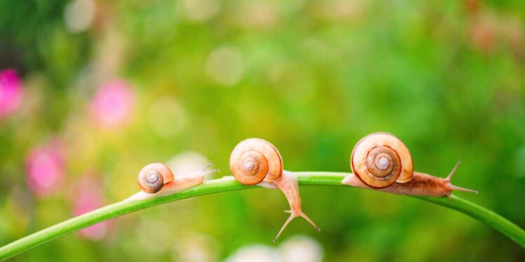 Anche le chiocciole soffrono d’ansia