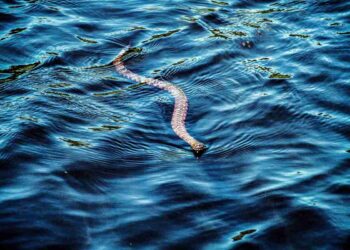 Invasione di serpenti a Ibiza: i turisti terrorizzati non fanno il bagno e disdicono le vacanze