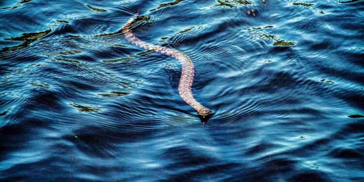 Invasione di serpenti a Ibiza: i turisti terrorizzati non fanno il bagno e disdicono le vacanze