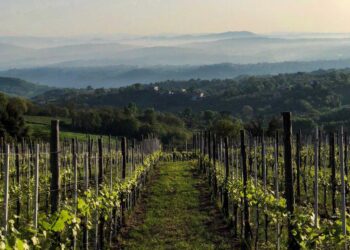 A Lapio “patria del Fiano” arriva la quattordicesima edizione di Fiano Love Fest, al centro l’Intelligenza Agricola: ascoltare il passato per coltivare il futuro