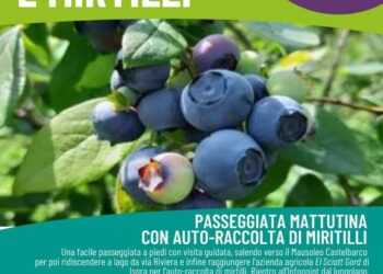 Ispra: passeggiate guidate all’alba il 5 e il 10 luglio, per godere del fresco del lago e raccogliere mirtilli