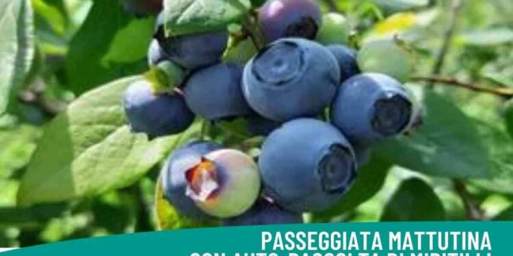 Ispra: passeggiate guidate all’alba il 5 e il 10 luglio, per godere del fresco del lago e raccogliere mirtilli