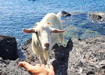 “LA CAPRETTA SOLITARIA E IL PESCATORE”, A ISCHIA LA STRAORDINARIA AMICIZIA TRA DOMENICO E CITARELLA