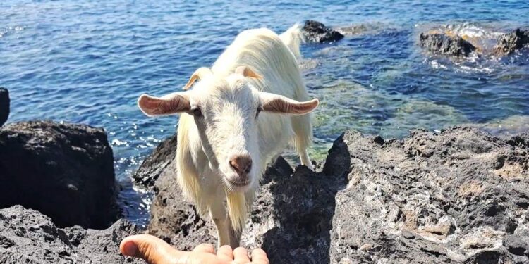 “LA CAPRETTA SOLITARIA E IL PESCATORE”, A ISCHIA LA STRAORDINARIA AMICIZIA TRA DOMENICO E CITARELLA