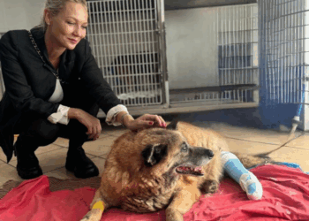 Laura Nargi: Pippo sta bene. Sono andata a trovarlo alla Clinica veterinaria CMC