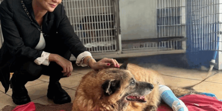 Laura Nargi: Pippo sta bene. Sono andata a trovarlo alla Clinica veterinaria CMC