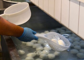 Nasce a Caiazzo la “Tenuta del Lago”: un caseificio a filiera chiusa nel cuore della Food Valley campana