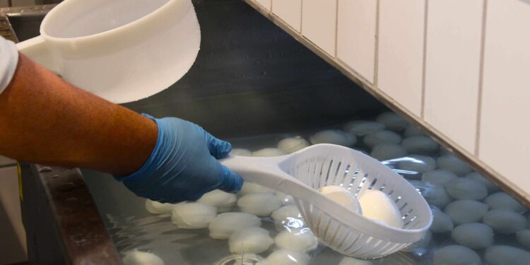 Nasce a Caiazzo la “Tenuta del Lago”: un caseificio a filiera chiusa nel cuore della Food Valley campana