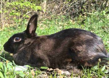 Dolci coniglietti diventano mostri e non è Gremlins 3