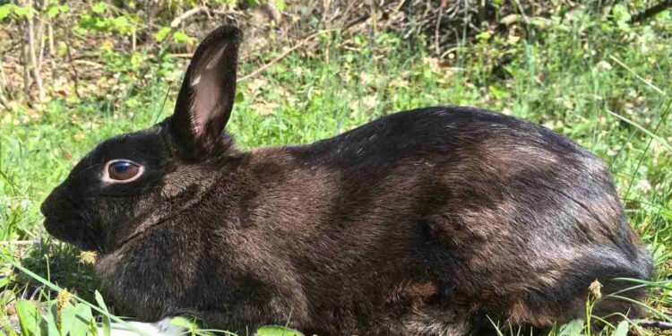 Dolci coniglietti diventano mostri e non è Gremlins 3