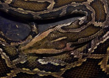 Titanoboa: Ipotizzando un Mondo Senza Estinzione del Colossale Serpente Preistorico