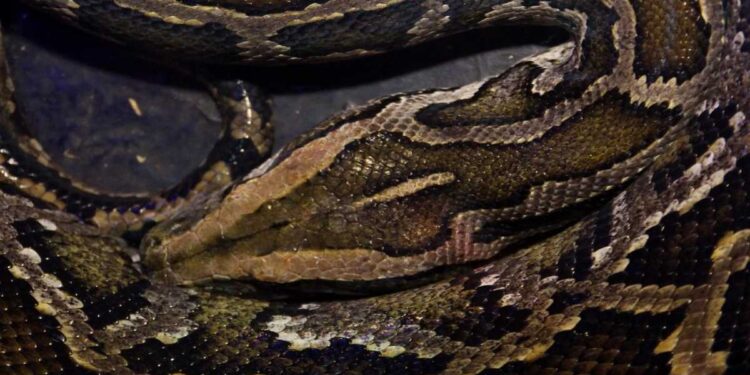 Titanoboa: Ipotizzando un Mondo Senza Estinzione del Colossale Serpente Preistorico