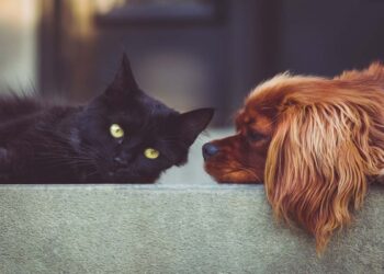 Meglio avere un cane o un gatto? Ecco cosa dice la scienza