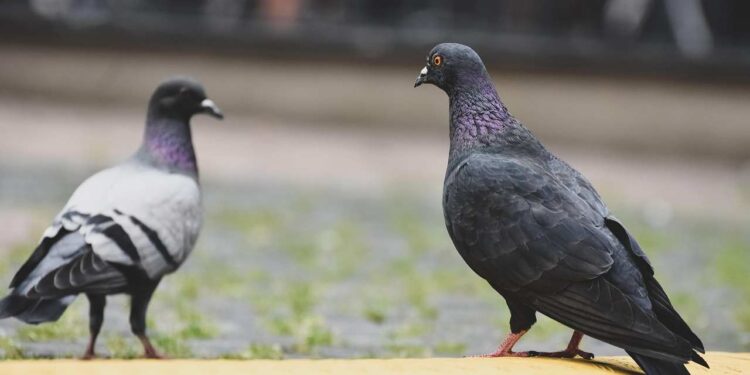 Asti dichiara guerra ai piccioni: chi ha un’arma (e fa il corso) può sparagli