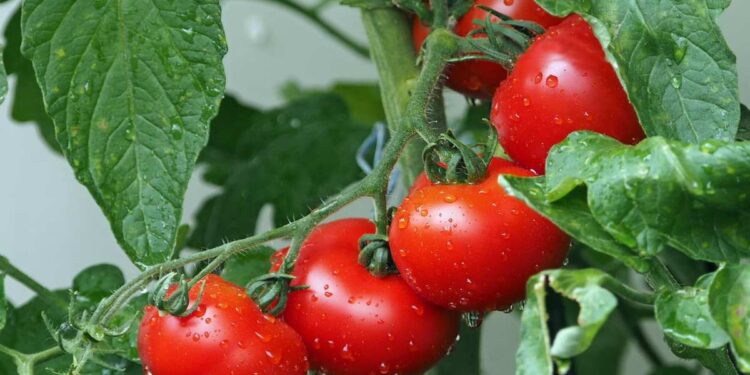 Un esercito di 1.400 per raccogliere i pomodori: parte la maxi campagna di Conserve Italia
