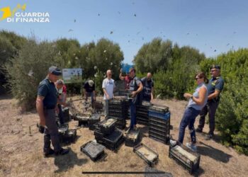 Liberati oltre 2.600 uccelli, erano destinati al mercato illegale