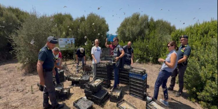 Liberati oltre 2.600 uccelli, erano destinati al mercato illegale